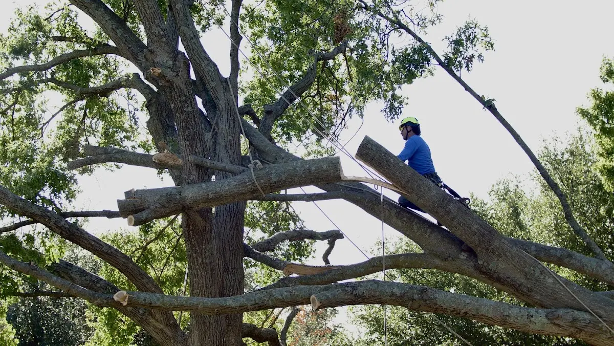 Professional Hazardous Tree Removal performed by certified arborists in Hyde Park