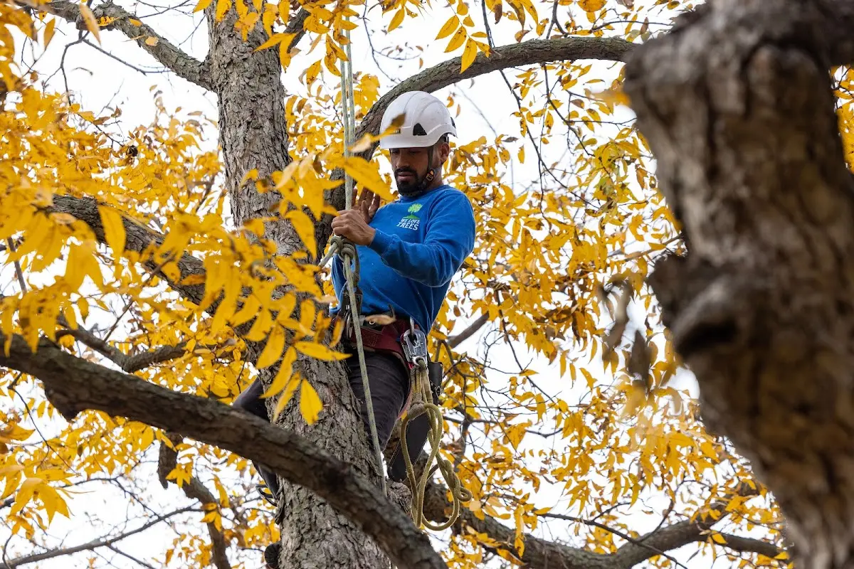 Skilled Tree Planing crew working in Hyde Park